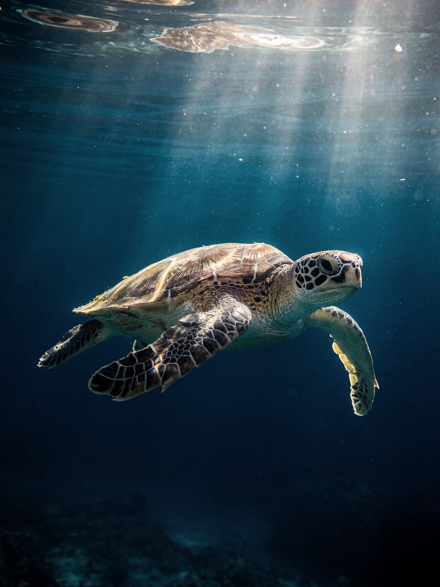 Sea turtle gliding underwater